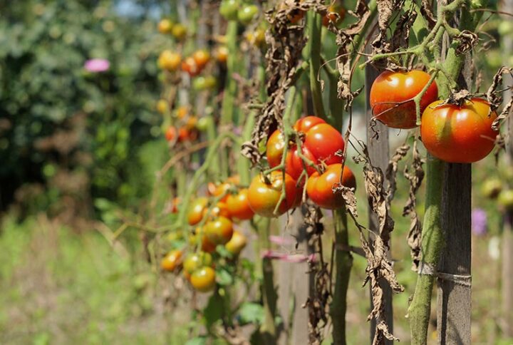 15 Tomato Diseases: Identification, Treatment and Prevention