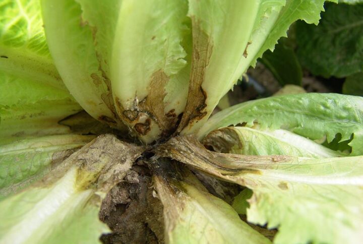 6 Common Lettuce Diseases: Causes, Symptoms, and Management Strategies